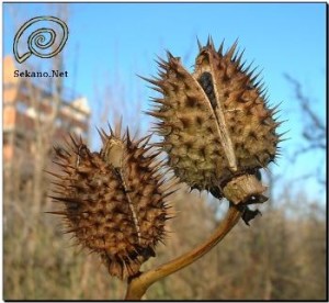 Seeds from the Angel’s Trumpets tree, known in Colombia as “Borrachero” or “Cacao Sabanero,” contain scopolamine, a drug also known as burundanga, escopalomina or “the Devil’s Breath,” which can cause death. (César Mariño/Caudal Images for Infosurhoy.com) 