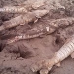 (Photo: Cortesía Gobernación de Casanare)