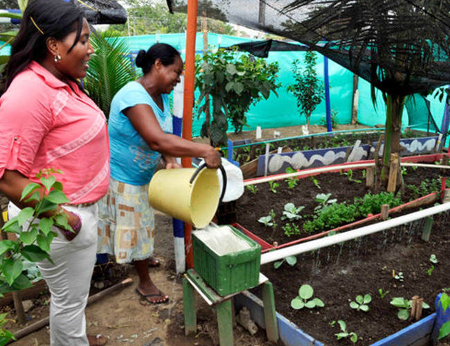 Along Avenida 103, the main avenue of the Obrero neighborhood in the Colombian town of Apartadó, several gardens have been planted with support from the Ministry of Agriculture. Women from the community take care of the gardens. (Juan Carlos Rocha for Infosurhoy.com)