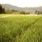 (Photo: Incoder Meta)