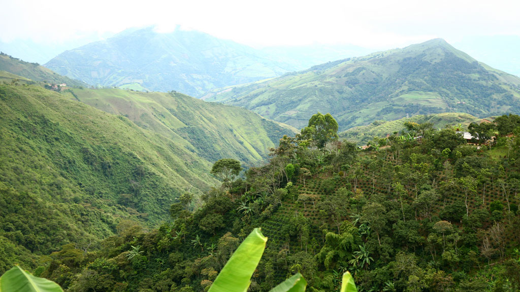 Colombia's coffee region (Photo: National Coffee Growers Federation)