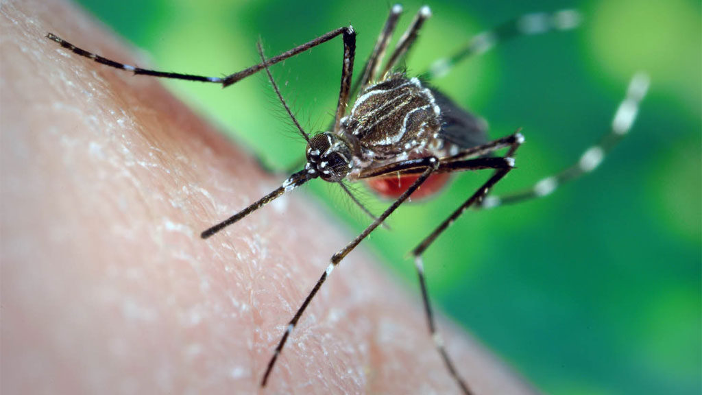 mosquito