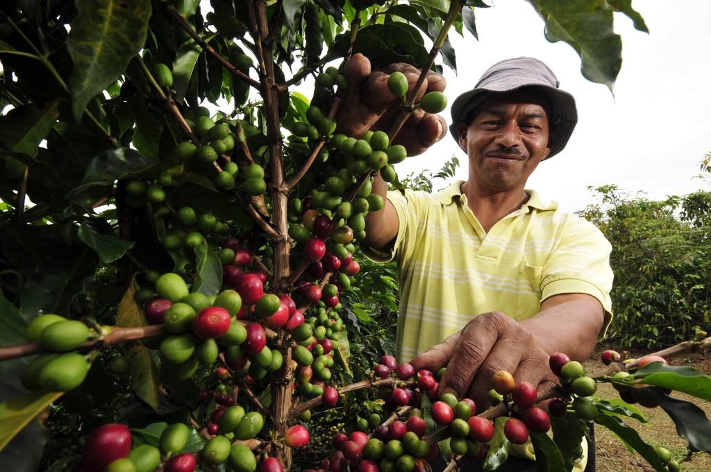 A-coffee-farm-worker-in-Cauca-southwestern-Colombia.