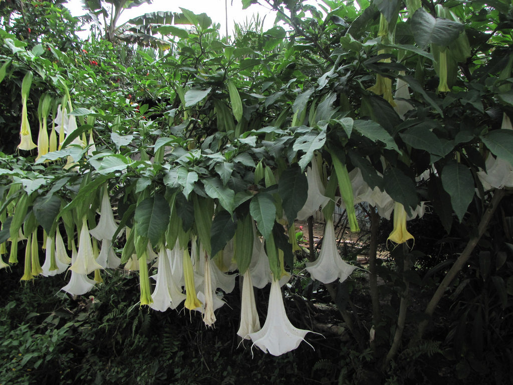 Scopolamine, Colombia's zombie drug